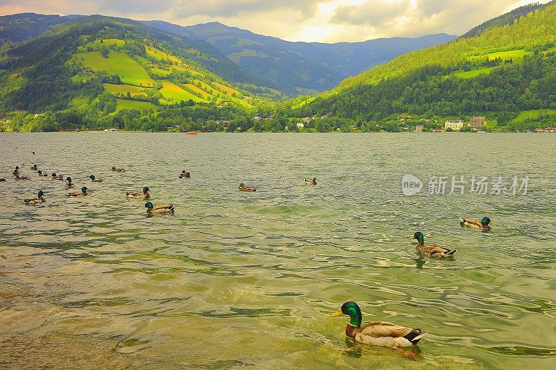 日落时分，一群鸭子漂浮在美丽的泽勒湖上——泽尔am See和山脉景观，Tirol景观在奥地利萨尔茨堡，奥地利